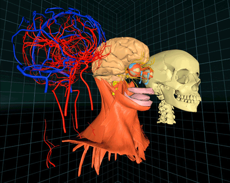VRゴーグルとコントローラーで仮想空間にある人体模型が…「解剖学アプリ」